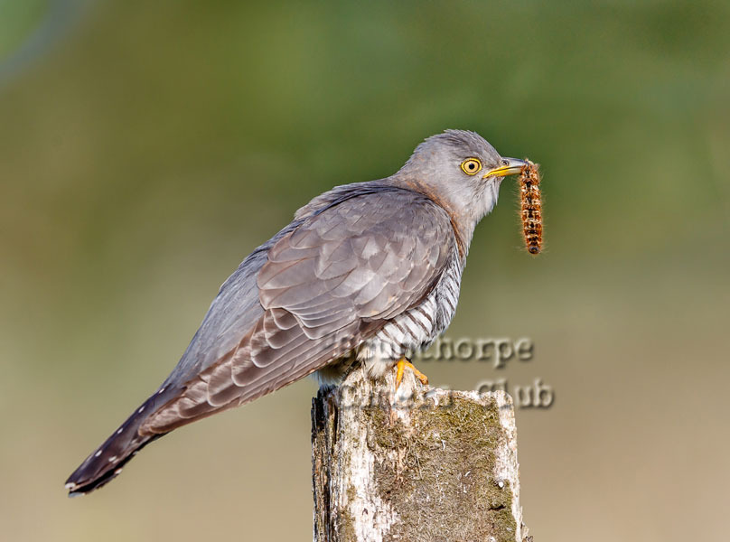 Cuckoo with meal